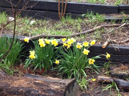 The beautiful daffodils that bloomed just days after the flood.